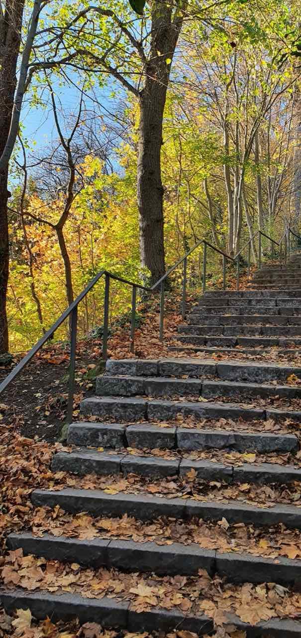 Stone steps with a handrail climbing through autumn trees with yellow and orange leaves on the Lousberg