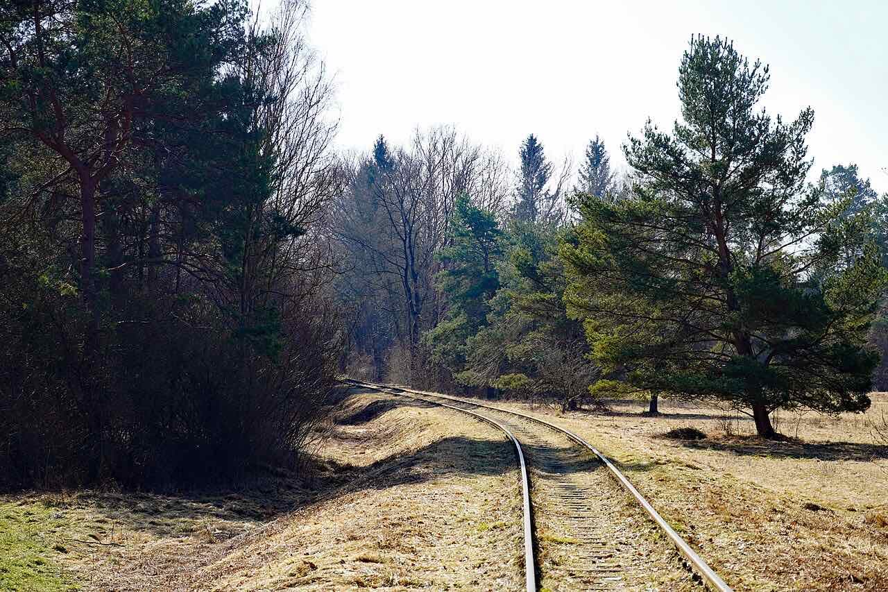 Pines and bare birches in the Siebentischwald beside a rail track curving across dry winter grass