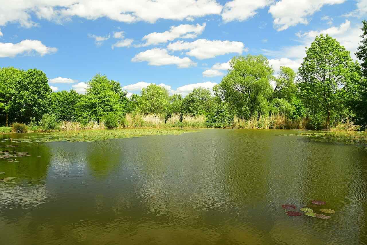 A still pond with water lilies and reed beds, framed by tall green trees under a blue sky with white clouds