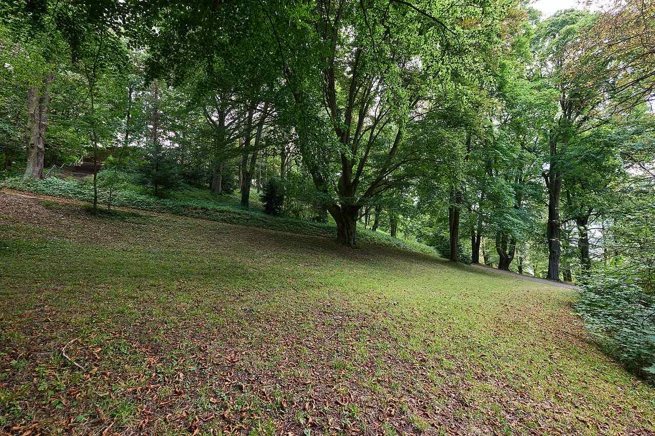 A grassy slope under tall old beech and maple trees on the Frauenberg above Fulda, with a path along the edge of the wood