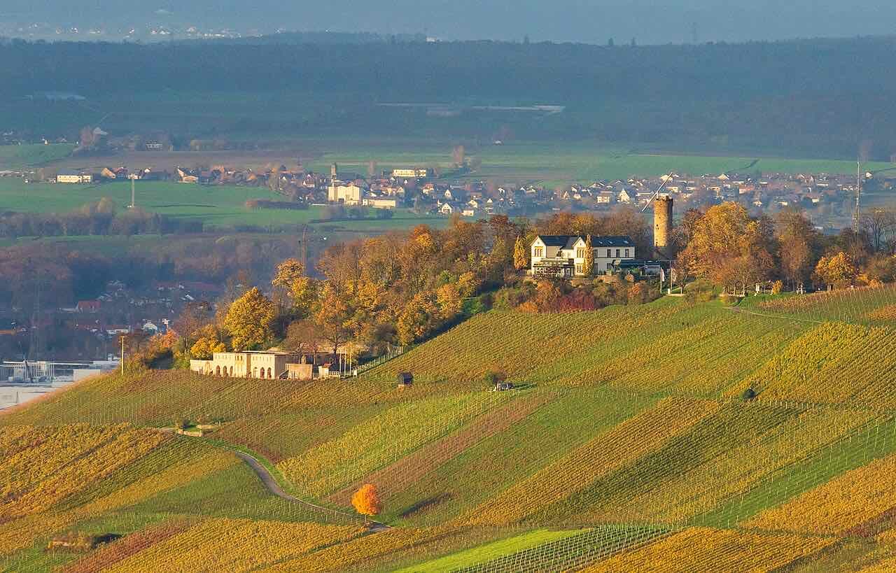 Vineyards in autumn colours on the Wartberg, with a hilltop house and a round tower among the trees and farmland far below