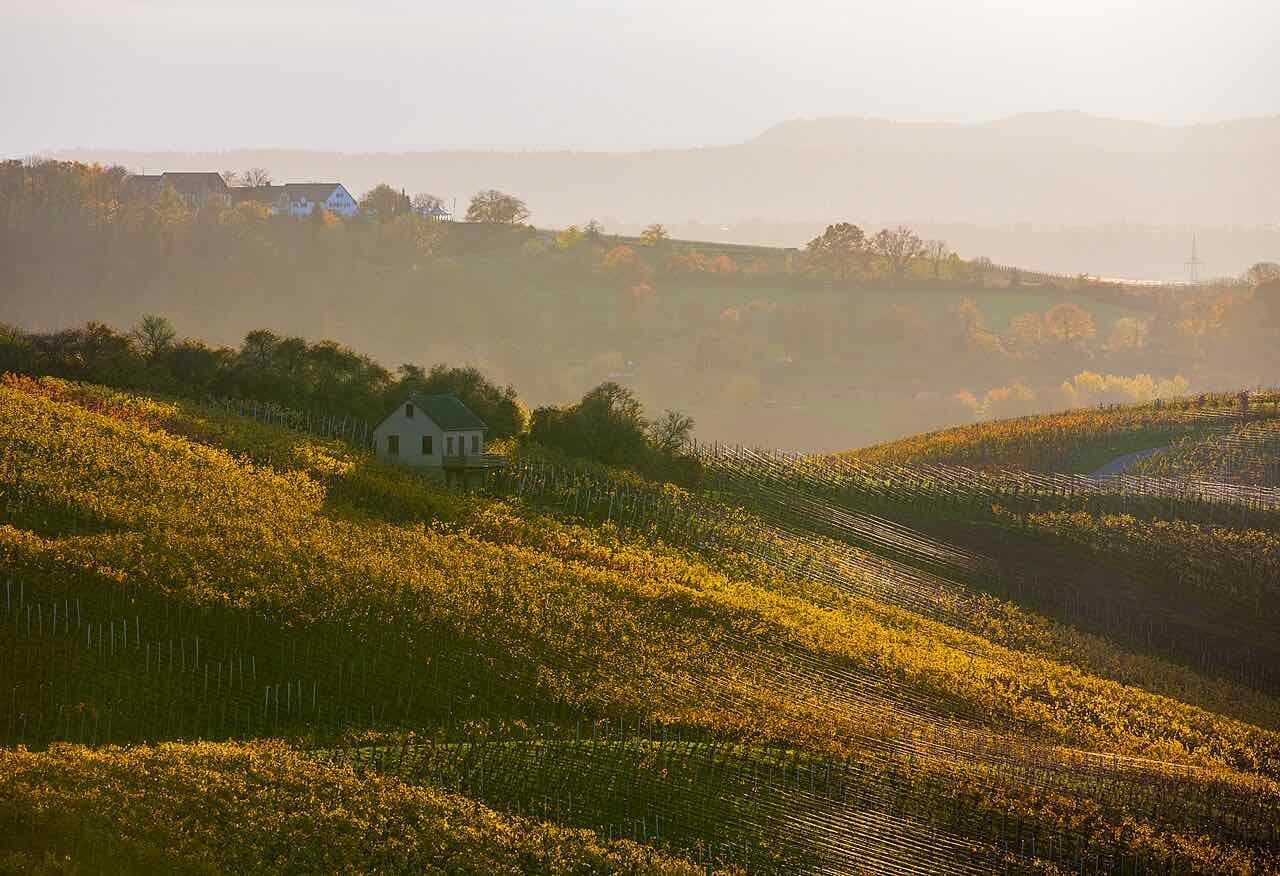 Yellow autumn vineyards on rolling hills in Heilbronn-Sontheim with a small house among the vines and mist over the valley