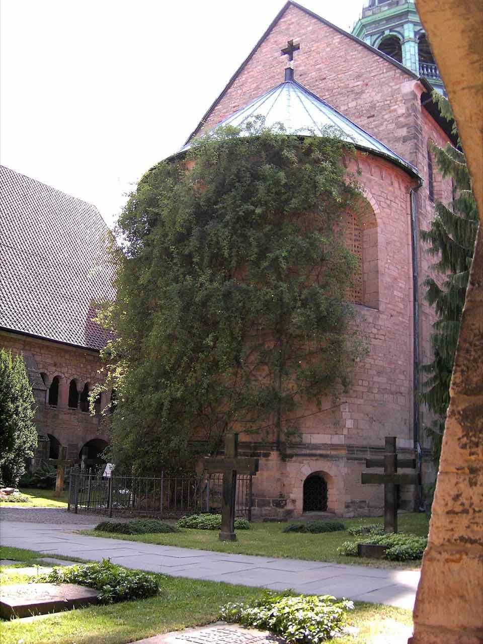 The old rose bush growing up the rounded east end of the cathedral, with crosses and a path in the cloister garden in front
