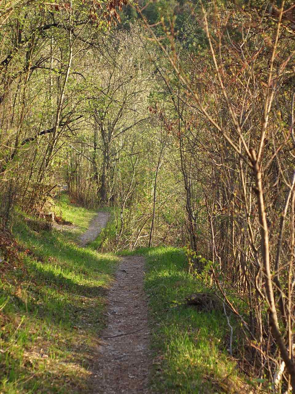 A narrow dirt footpath winding through fresh grass and budding bushes on a hillside in the Kernberge