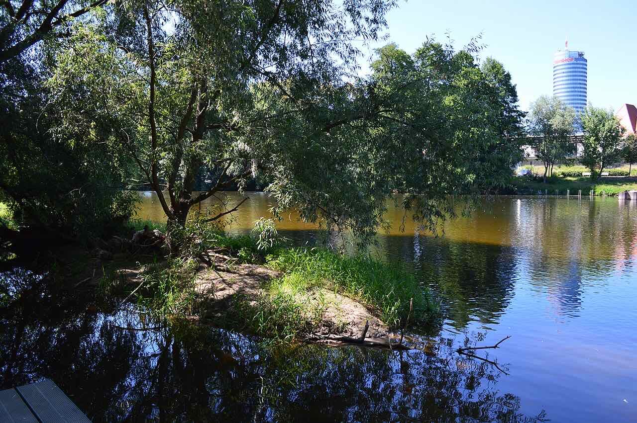 A calm stretch of the Saale with willow branches over the water and the round JenTower rising in the distance