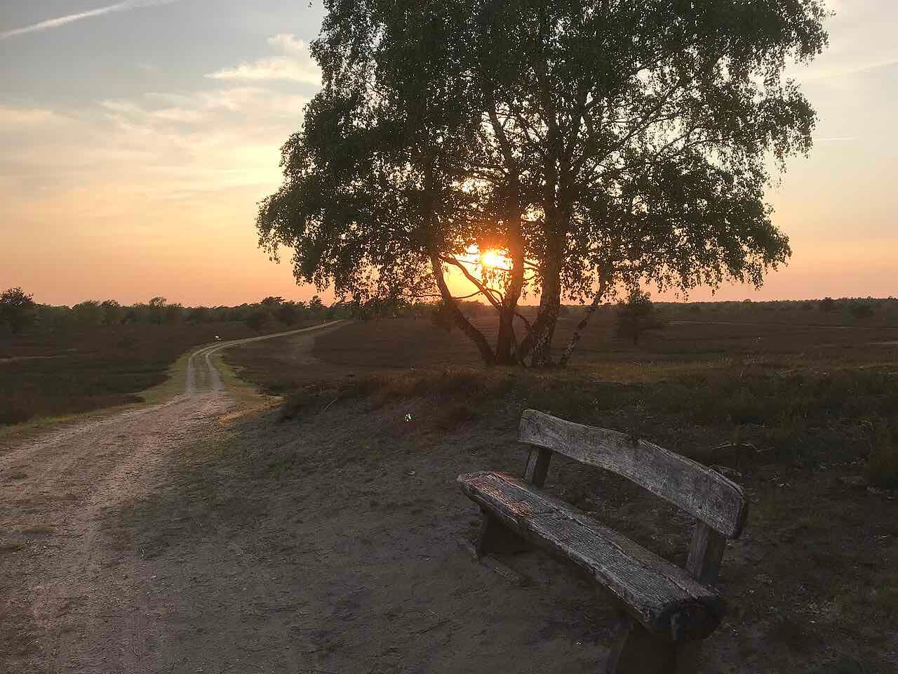 A wooden bench and a sandy track at sunset on open heathland with a birch tree against the low sun