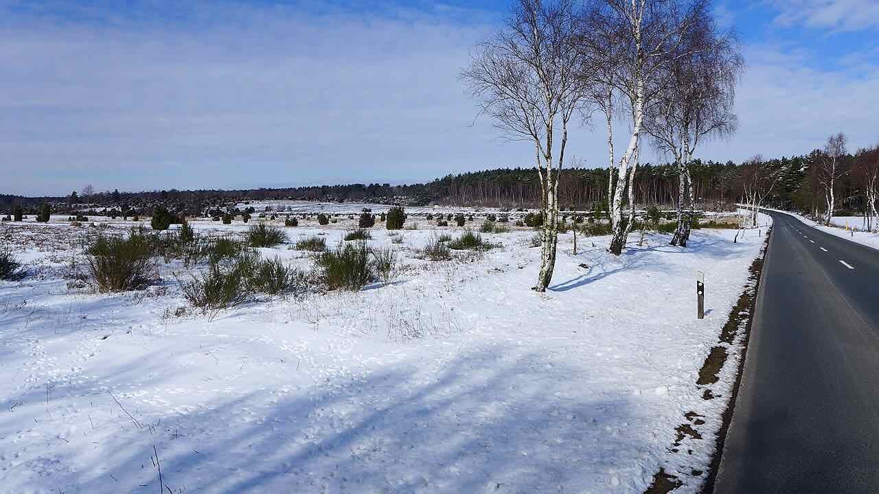 The Ellerndorf juniper heath under snow with birch trees, juniper bushes and a quiet road beside it