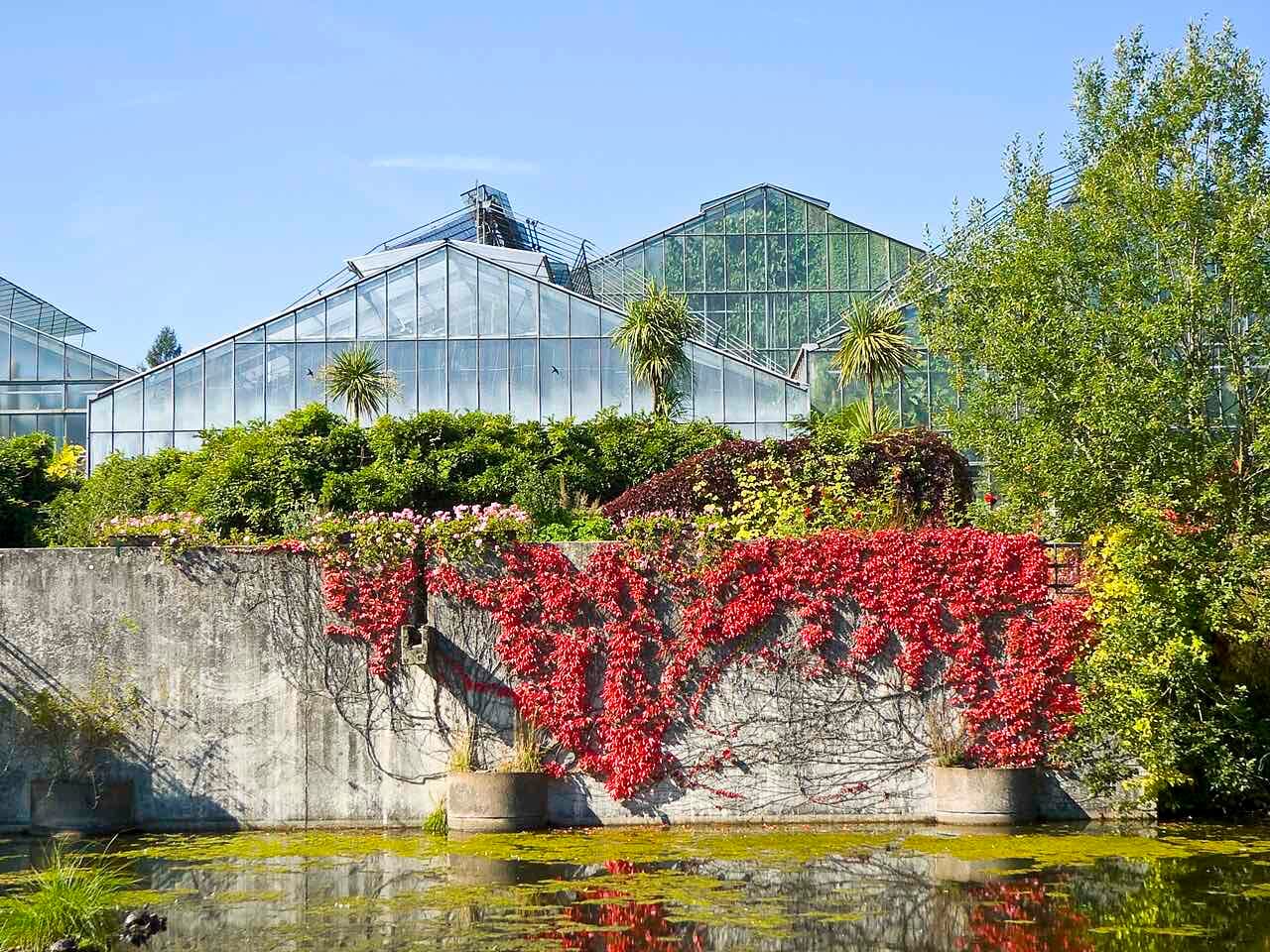 Glasshouses behind a pond and a stone wall covered in red autumn creeper, in the Neuer Botanischer Garten