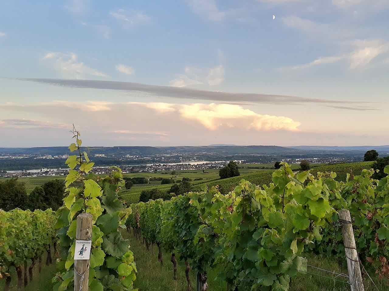 Rows of vines above Hallgarten with a Flötenweg marker on a post and the Rhine valley spreading out below in evening light