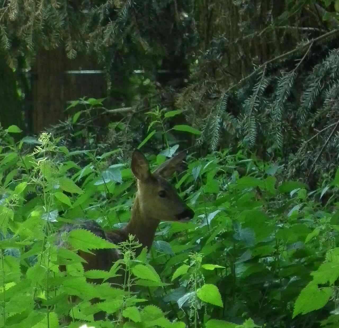 A roe deer standing in a grassy enclosure among trees in the Pforzheim Wildpark