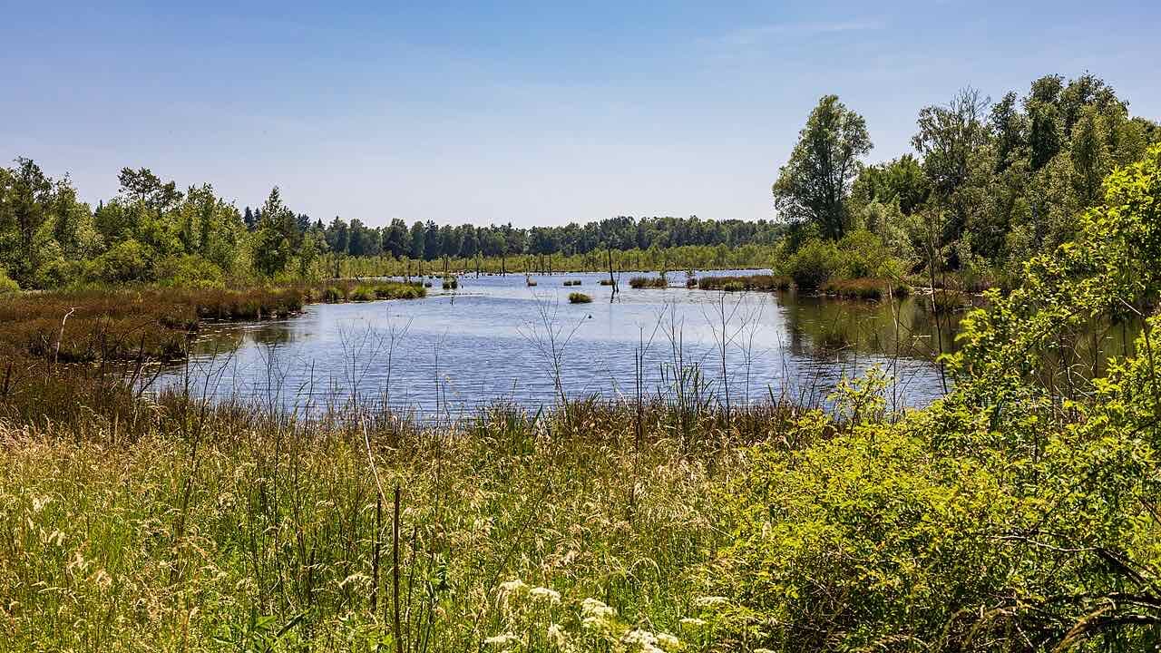 Open water among reeds and birches in the Schwenninger Moos nature reserve under a blue sky