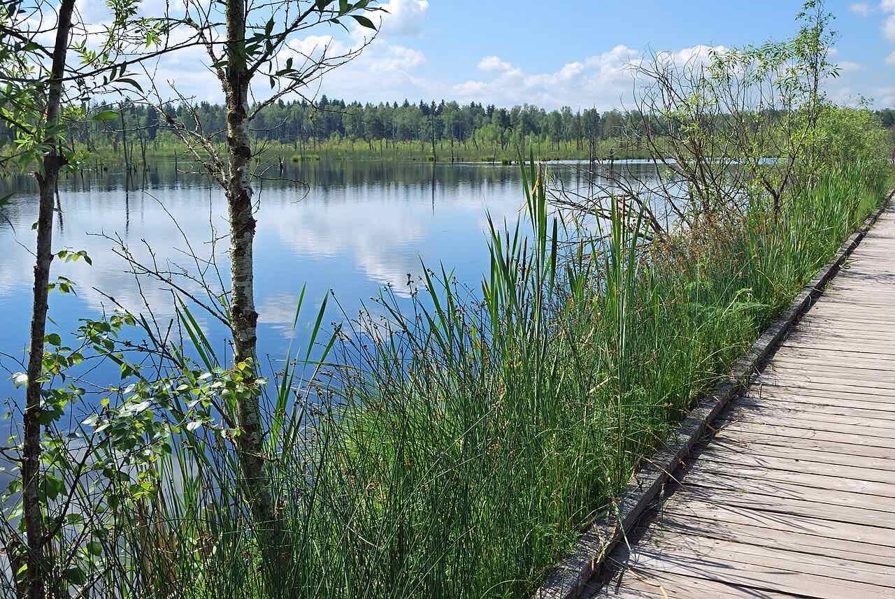 A plank walkway leading through the Schwenninger Moos bog