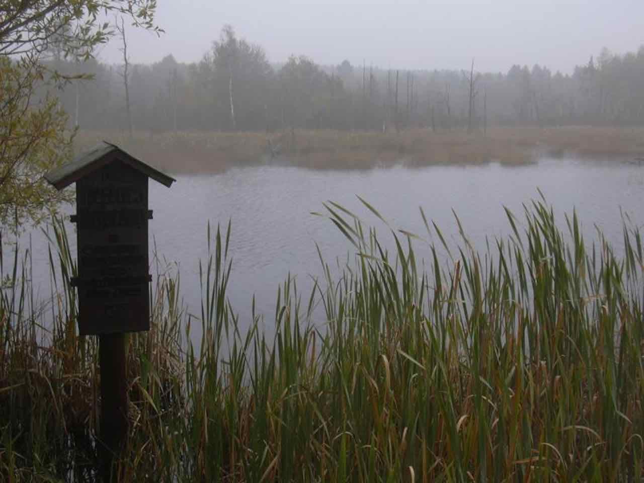 A small pond among reeds in autumn mist near the source of the Neckar, with a wooden information board