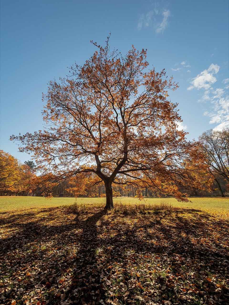 A large oak in autumn colours on the open meadow of the Hain park