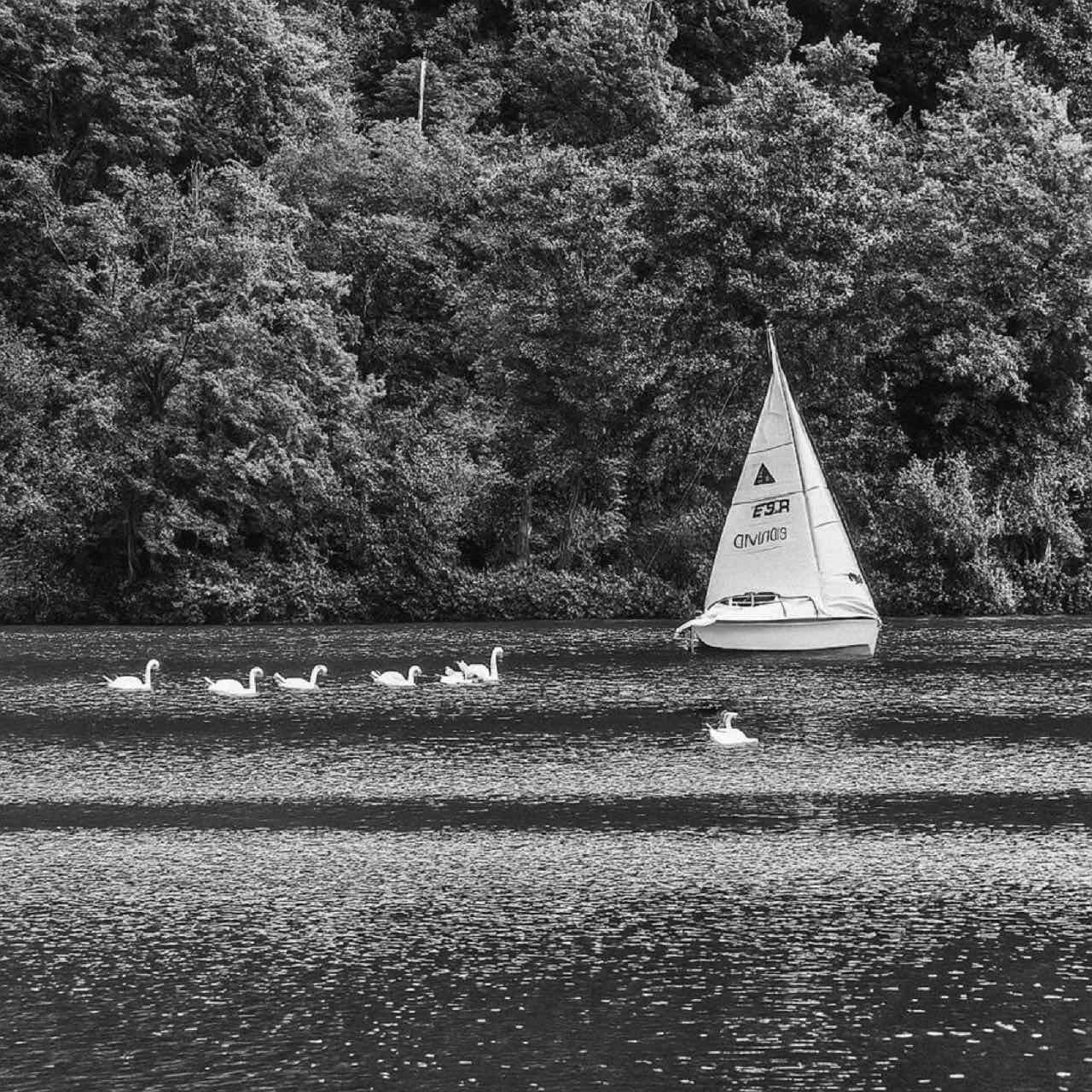 Swans and a small sailing boat on the Baldeneysee in front of a wooded shore, in black and white