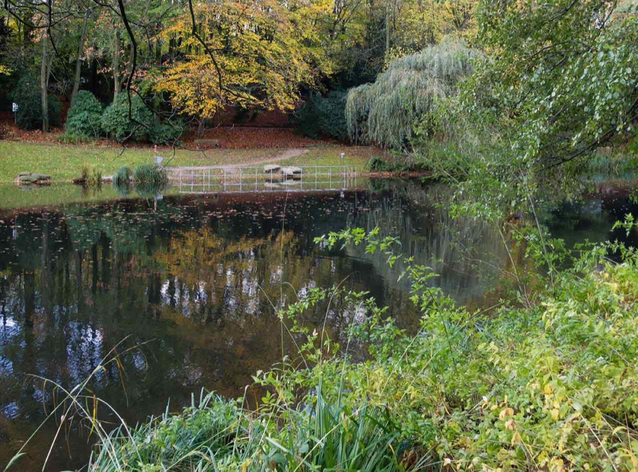 A pond in the Grugapark in autumn, with yellow trees and a willow on the far bank