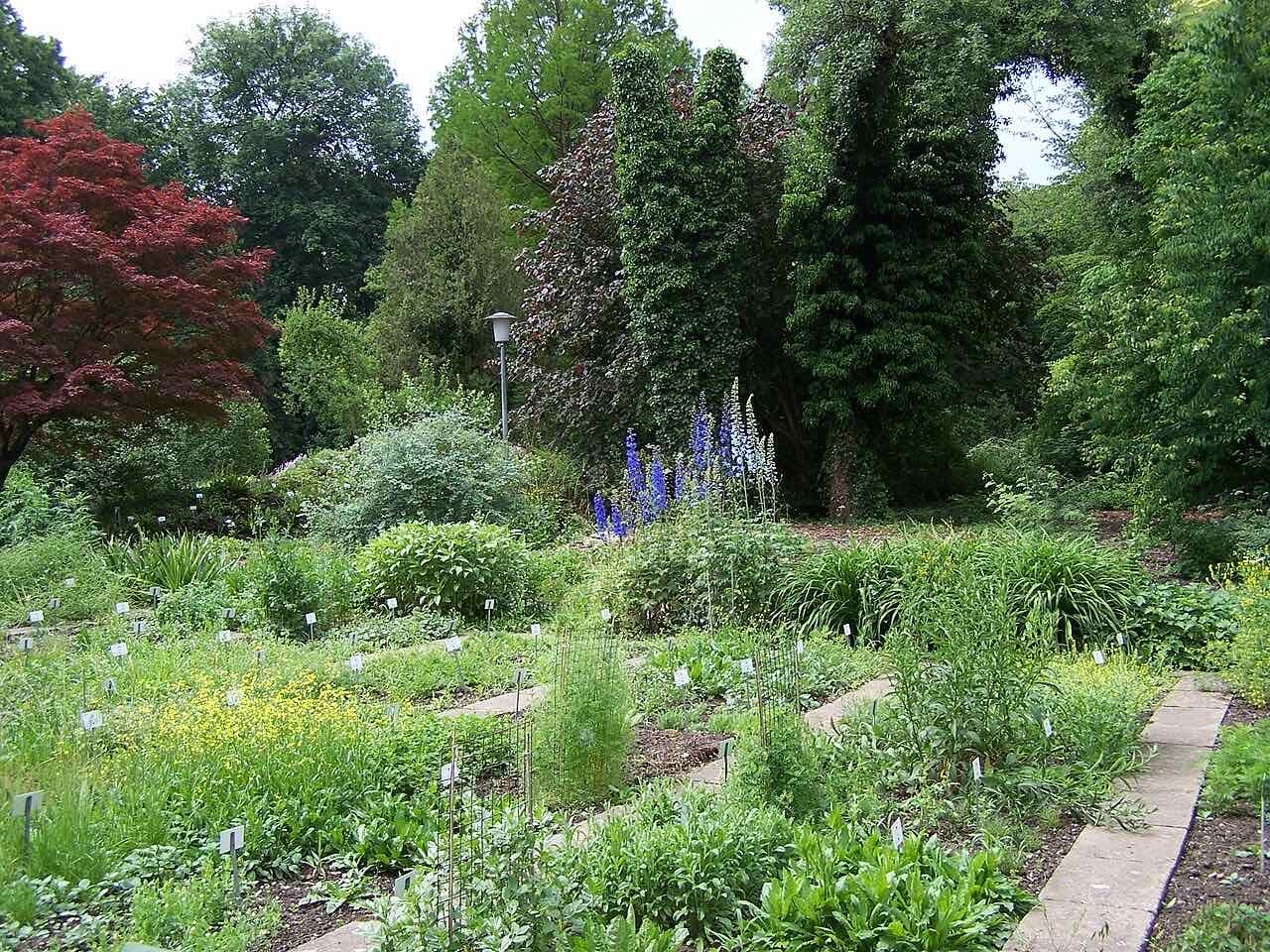 Labelled planting beds with blue delphiniums and a red maple under tall trees in the Old Botanical Garden of Göttingen University