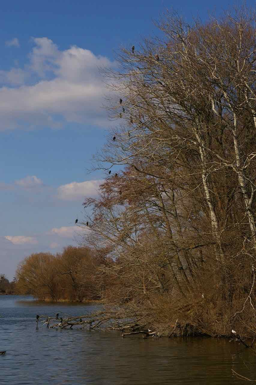 The Kiessee, a gravel-pit lake in Göttingen, with bare trees on the bank, cormorants perched in the branches and a blue sky