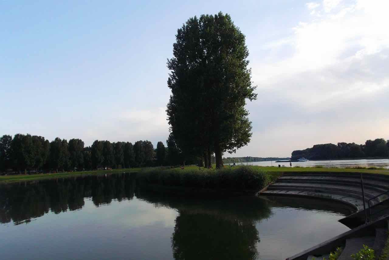 A calm backwater lake with a tall poplar and stone steps down to the water at Rappenwört on the Rhine