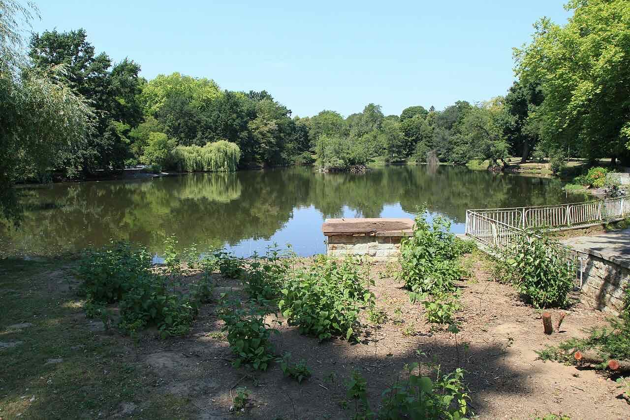 A calm pond lined with willows and tall trees in the Clara-Zetkin-Park on a sunny day