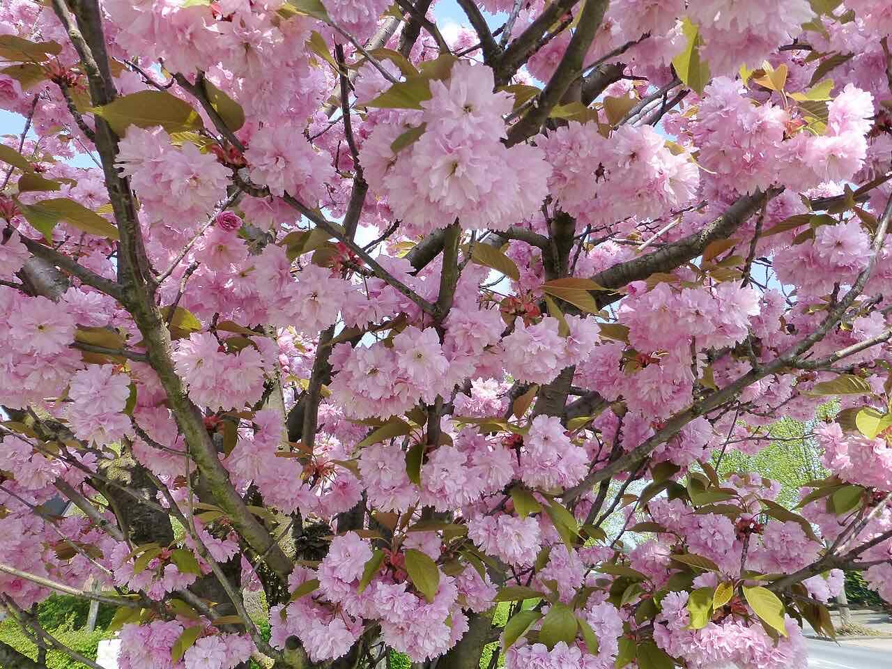 Ornamental cherry trees in full pink blossom along a residential street in Lippstadt
