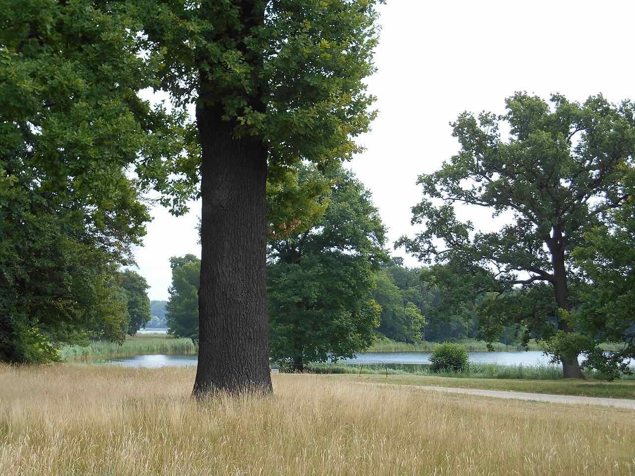 Old oak trees and dry grass in the Neuer Garten with a lake and reeds in the background