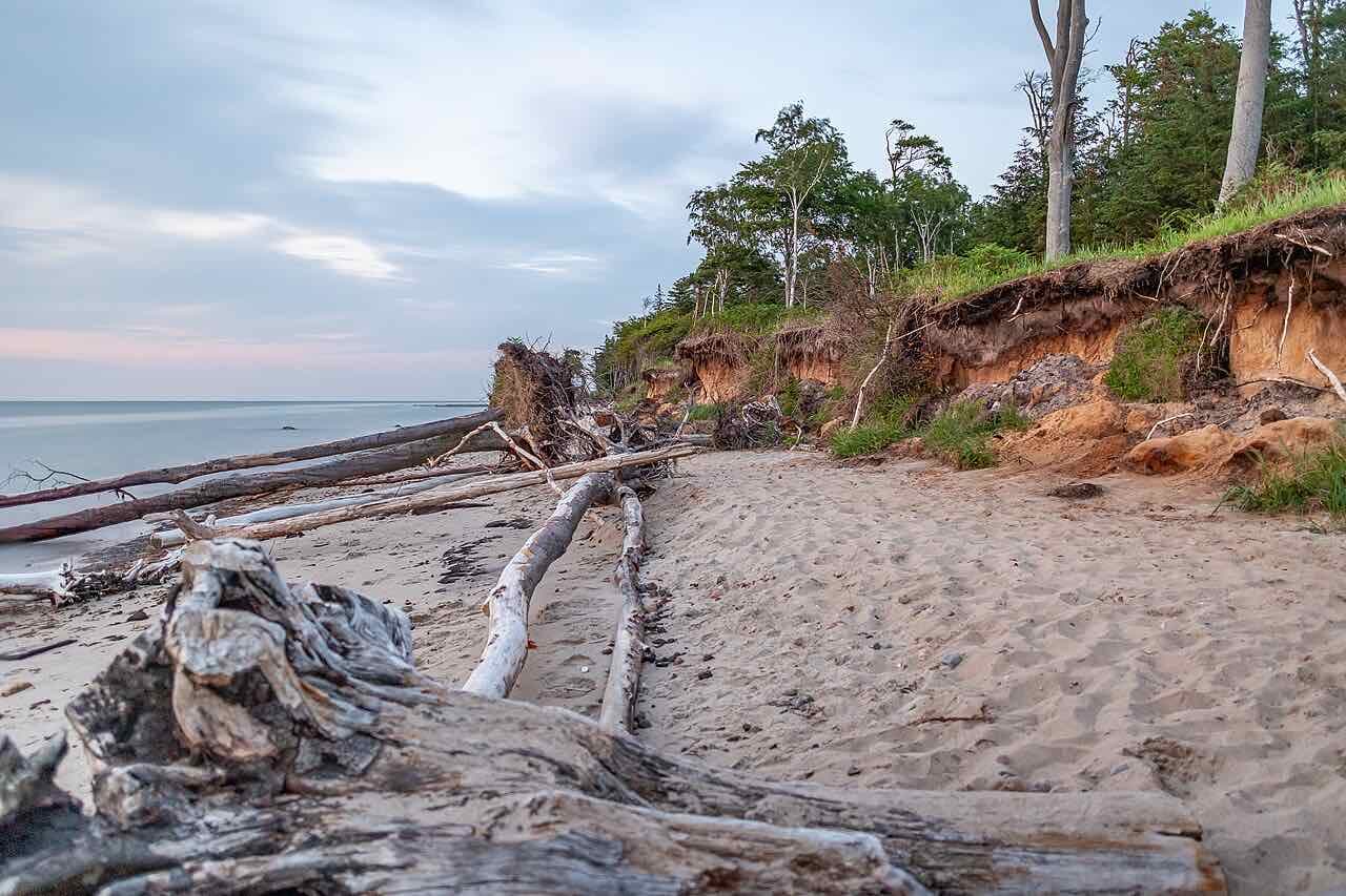 A quiet Baltic beach with driftwood trunks and a low sandy cliff under beech trees, at dusk
