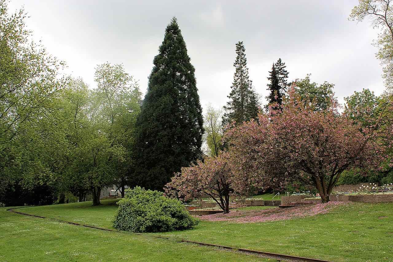 Lawns, a tall conifer and a flowering cherry tree in the Deutsch-Französischer Garten, with a narrow rail track curving through the grass