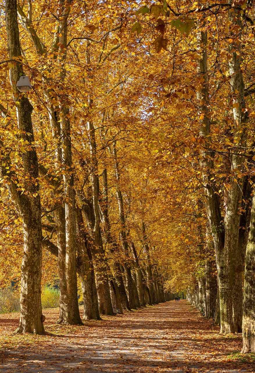 The plane-tree avenue on the Neckarinsel in Tübingen in autumn, a straight gravel path under tall trees