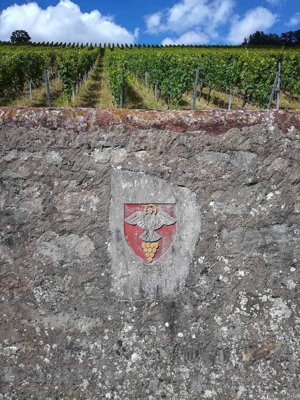 Vines on the steep Stein-Harfe vineyard slope in Würzburg